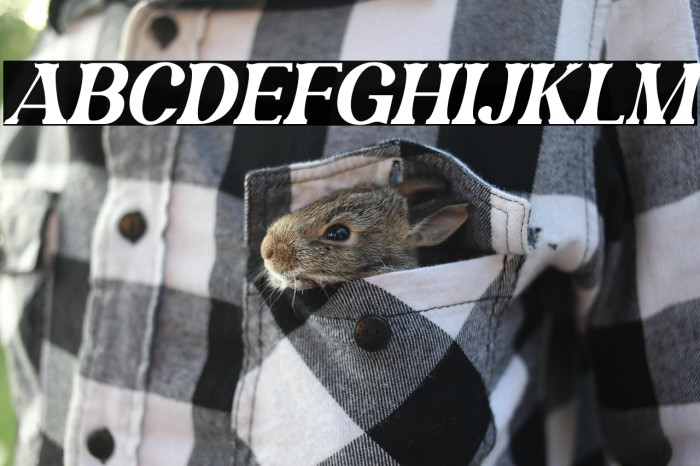 Magofah Italic Example 1