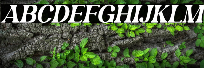 Magofah Italic Example 3