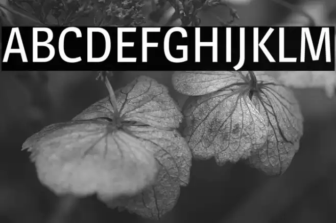 Magra Schriftart examples