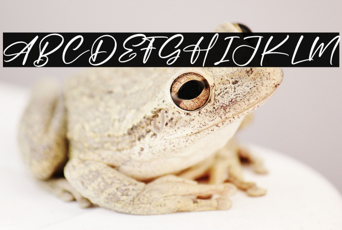 Magston Cordeli Example 1