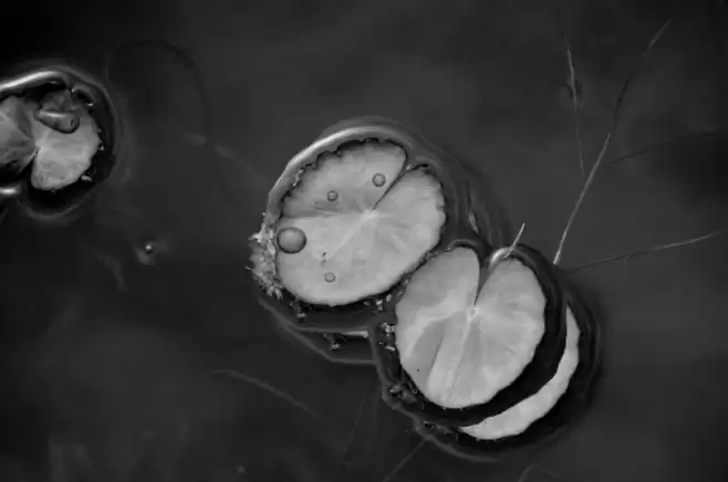 Mahalo Font examples