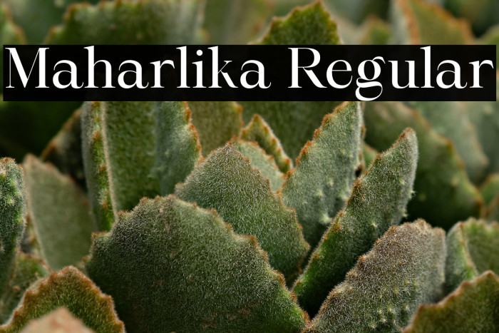 Maharlika Regular Example 1