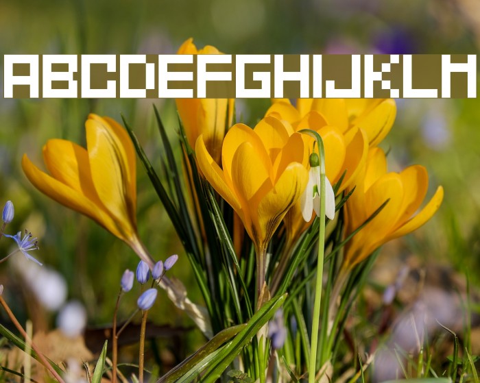 Mahawa Font examples