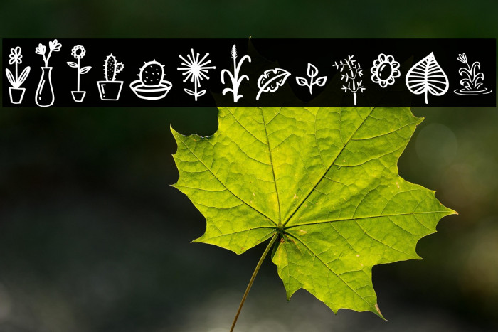 Mahogany Garden Doodle Example 3