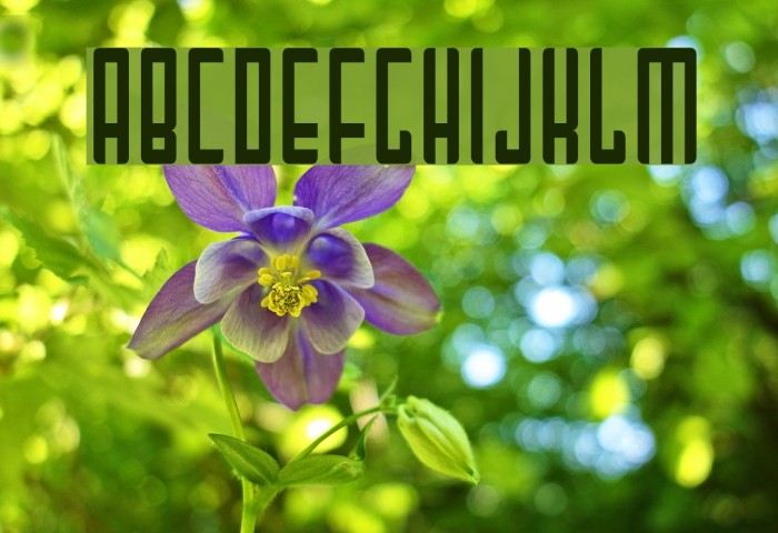 Mai Tai Font examples