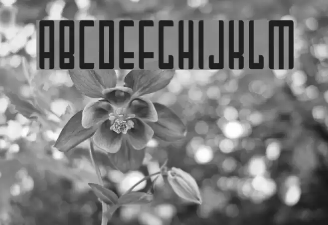 Mai Tai フォント examples