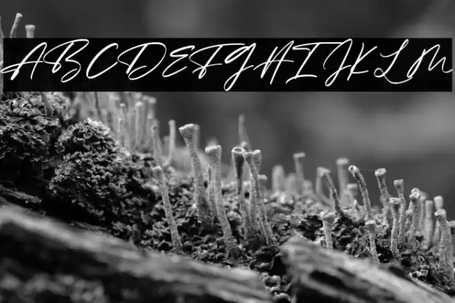 Maidstone Font examples