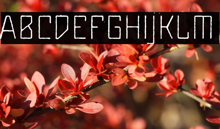 Maiers Alte Nr.8 Reduced Light Example 2