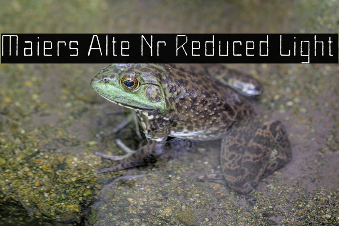 Maiers Alte Nr.8 Reduced Light Example 3