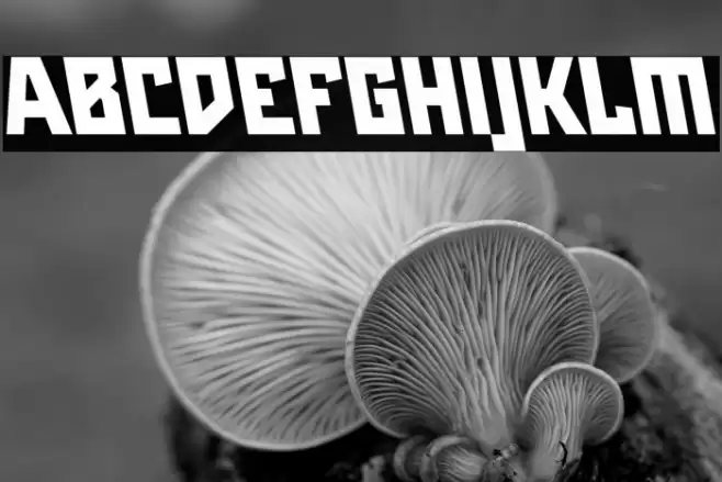 Maiers Neue Nr.8 Reduced Black Slanted Font examples