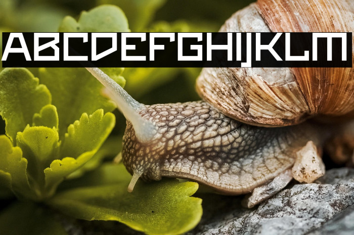 Maiers Neue Nr.8 Reduced Bold Expanded Example 1