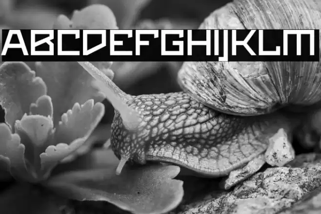 Maiers Neue Nr.8 Reduced Bold Expanded Font examples