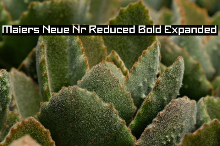 Maiers Neue Nr.8 Reduced Bold Expanded Example 1