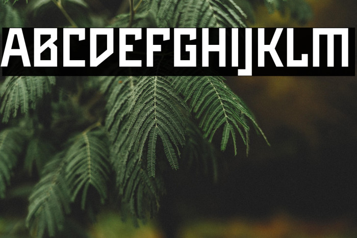 Maiers Neue Nr.8 Reduced Bold Example 3