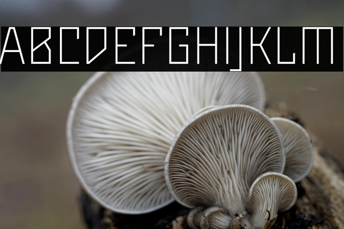 Maiers Neue Nr.8 Reduced Light Example 2