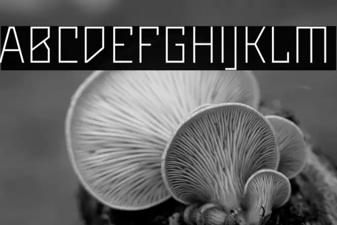 Maiers Neue Nr.8 Reduced Light Font examples