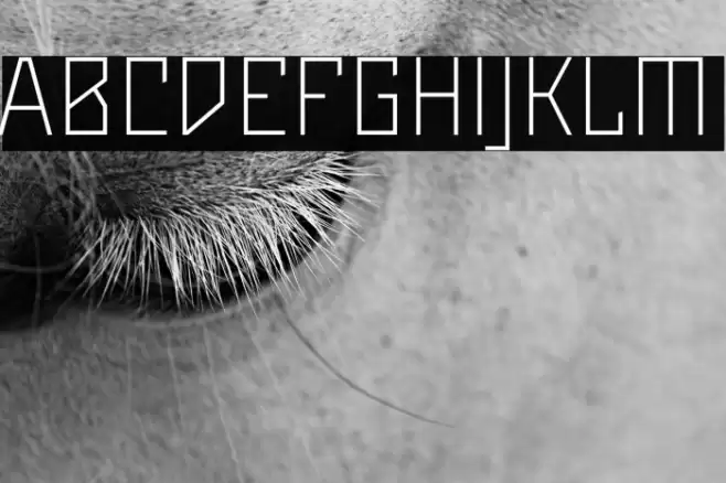 Maiers Neue Nr.8 Reduced Light Font examples