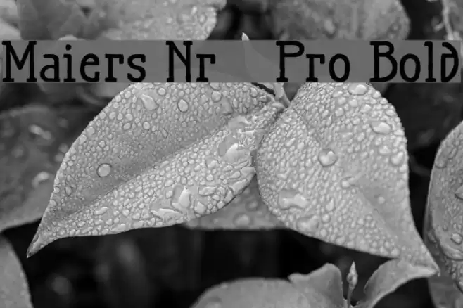 Maiers Nr21 Pro Bold Шрифта examples