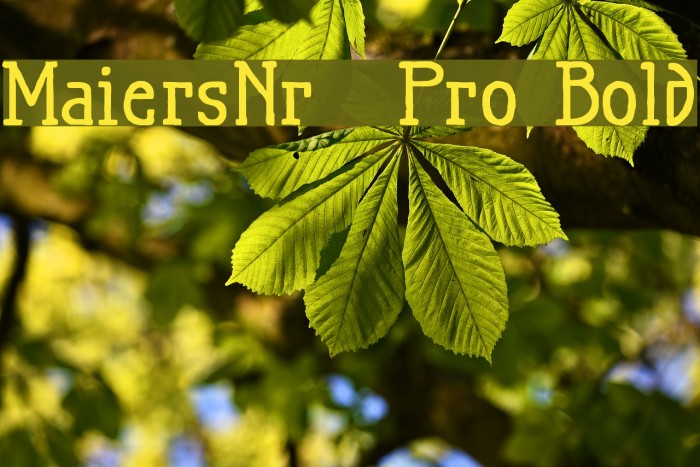 MaiersNr.21Pro-Bold Font examples