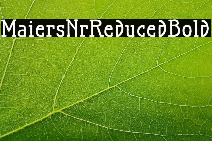 MaiersNr.Reduced-Bold Example 3