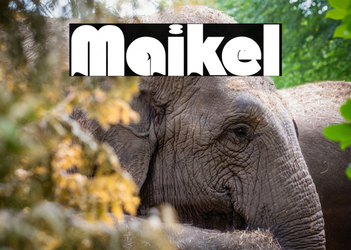 Maikel Шрифта examples