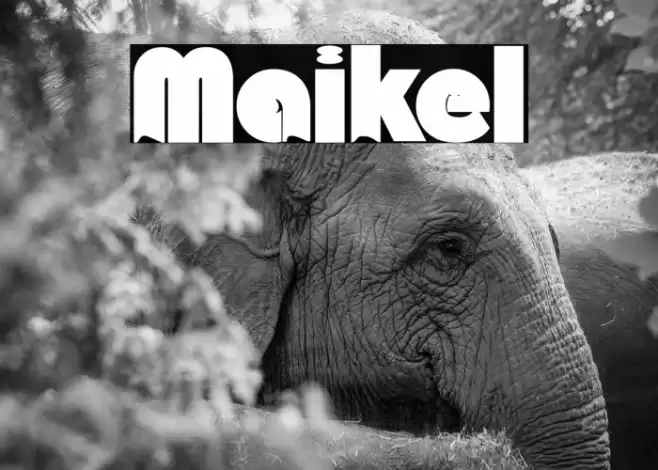 Maikel Font examples