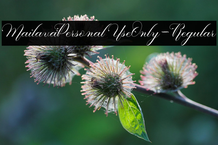 MailavaPersonalUseOnly-Regular Example 3