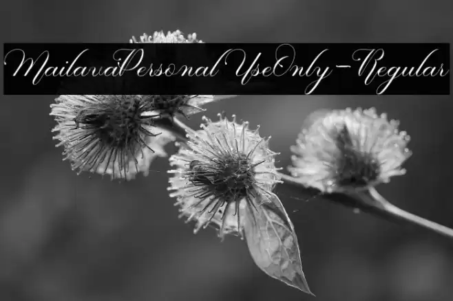 MailavaPersonalUseOnly-Regular Font examples