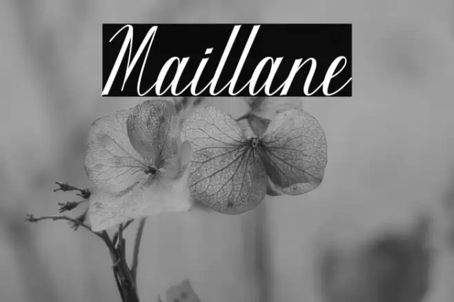 Maillane Font examples