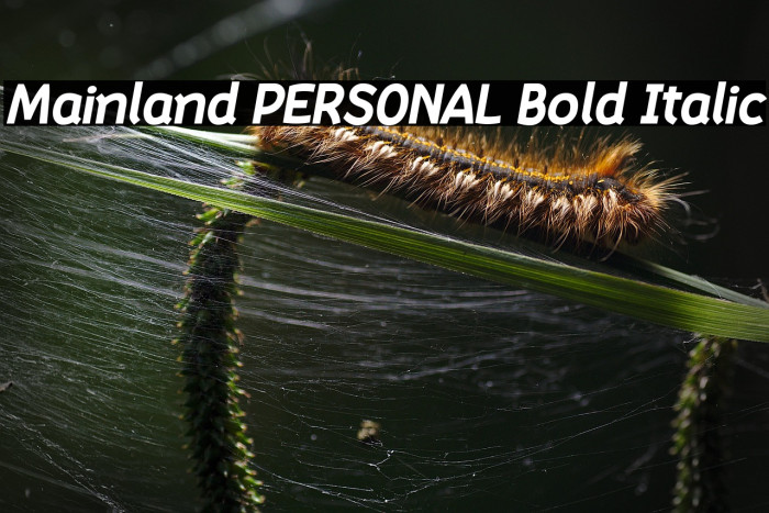 Mainland PERSONAL Bold Italic Example 3
