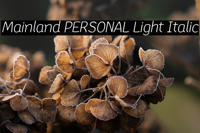 Mainland PERSONAL Light Italic Example 3