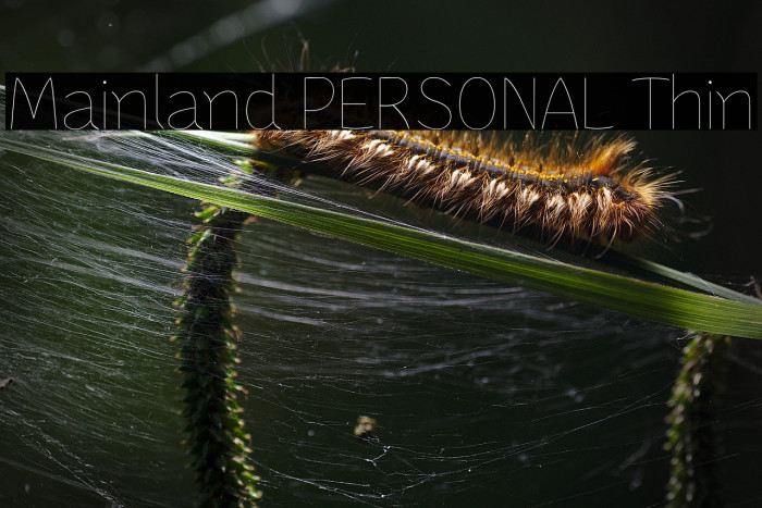 Mainland PERSONAL Thin Example 2