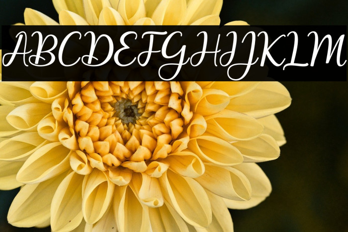 MaitlynScript Example 2