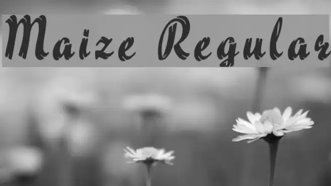 Maize Regular Font examples