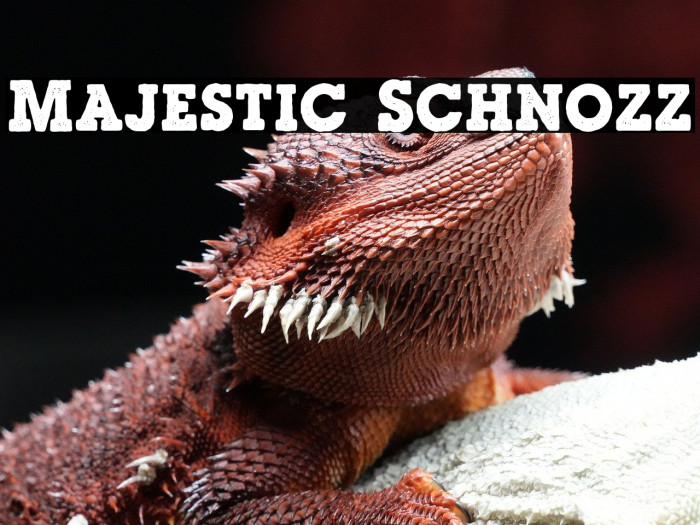 Majestic Schnozz Example 2