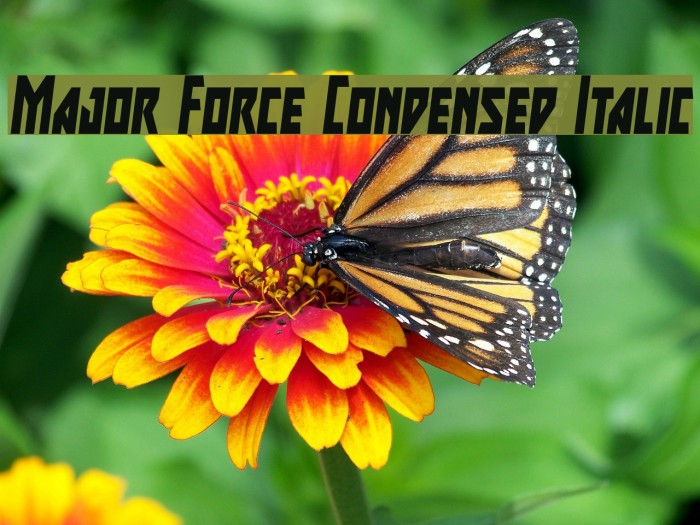 Major Force Condensed Italic Font examples