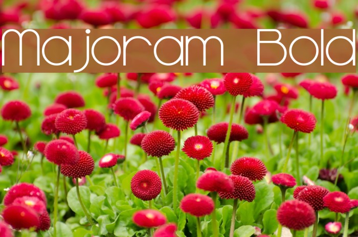 Majoram Bold Example 2