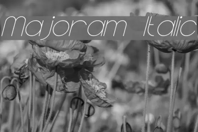 Majoram Italic Font examples