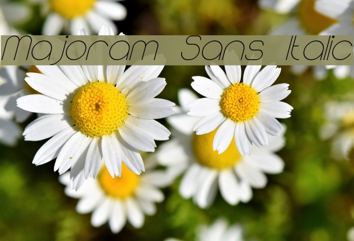 Majoram Sans Italic Font examples