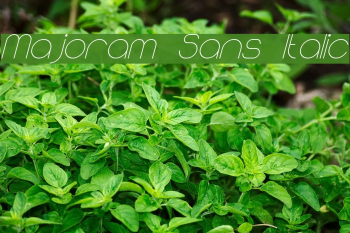 Majoram Sans Italic Font examples