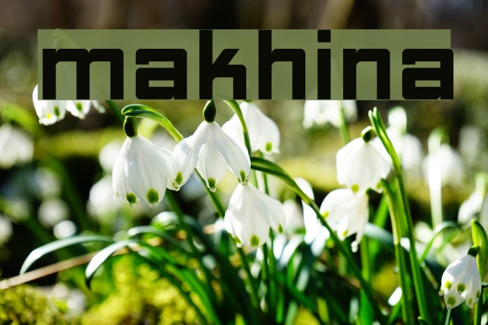 Makhina Font examples