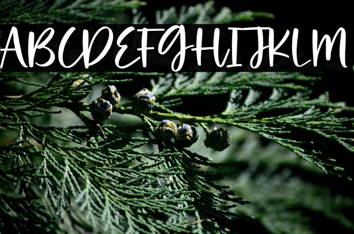 Making Cookies Example 2