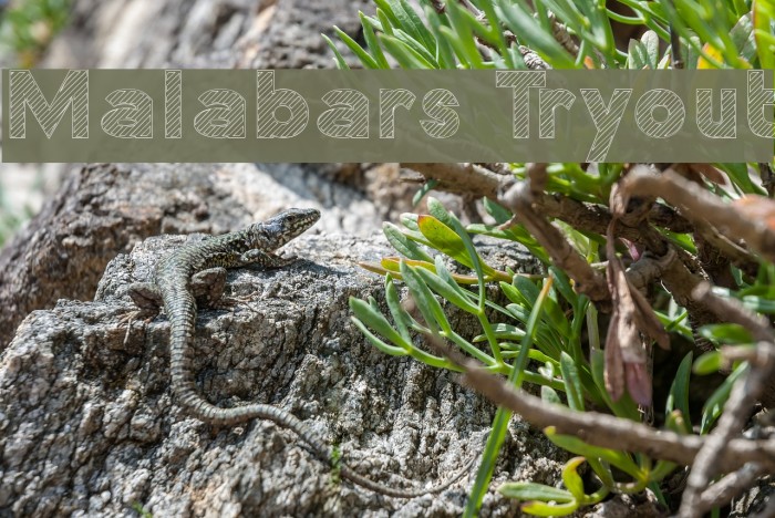 Malabars Tryout फ़ॉन्ट examples