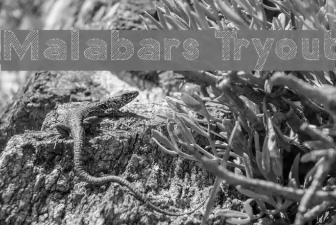 Malabars Tryout फ़ॉन्ट examples