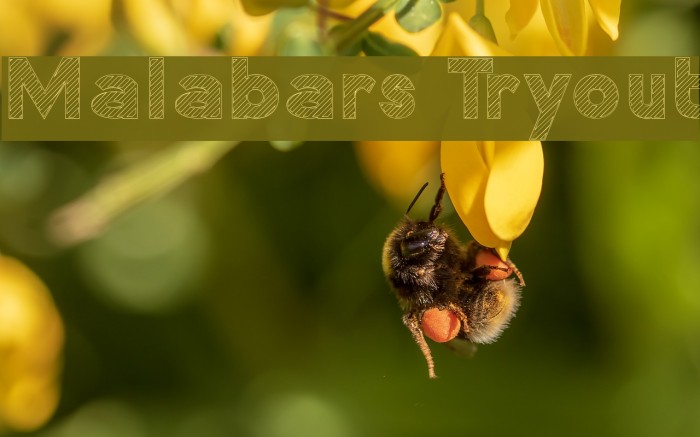 Malabars Tryout फ़ॉन्ट examples