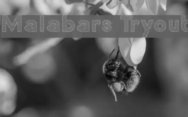 Malabars Tryout फ़ॉन्ट examples