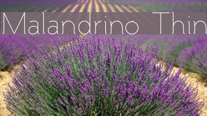 Malandrino Thin Font examples