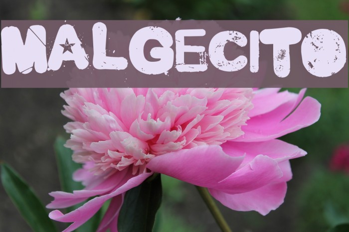 Malgecito Font examples