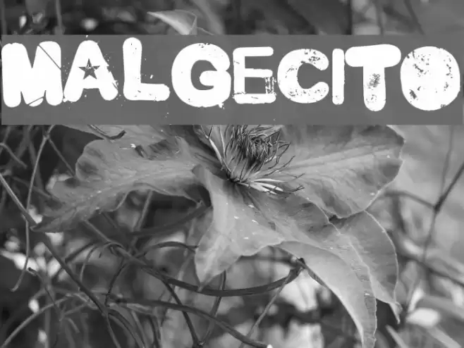 Malgecito Font examples