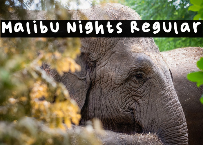 Malibu Nights Regular Example 1